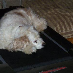 Meet your Posher, Sherry